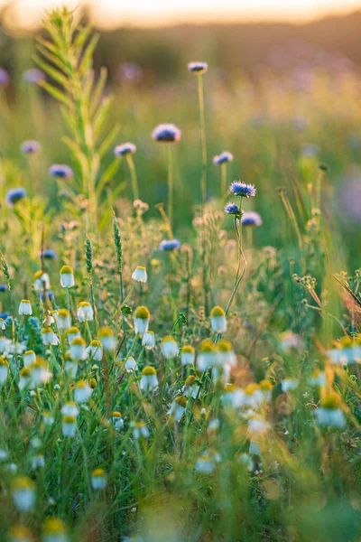 Summer Field Nice Flowers — Stock Photo, Image