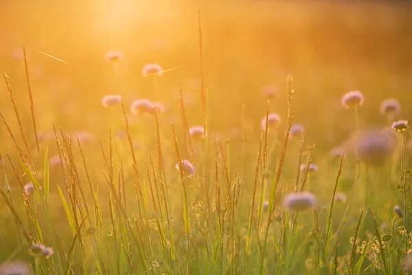 Summer Field Nice Flowers — Stock Photo, Image