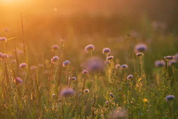 Summer Field Nice Flowers — Stock Photo, Image