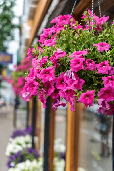 Petunienblüten Topf — Stockfoto