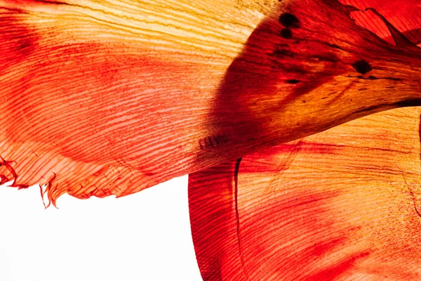 Beyaz arkaplanda çiçekler