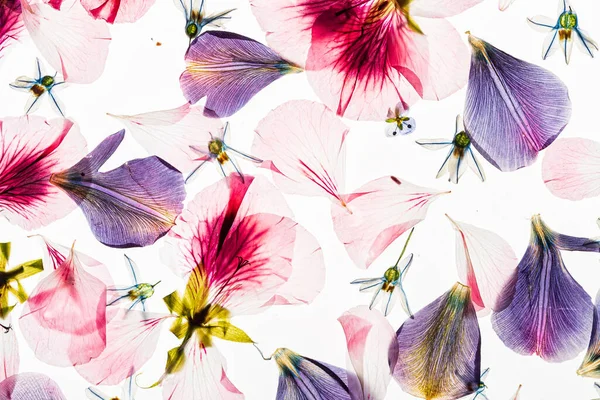 Beyaz arkaplanda çiçekler