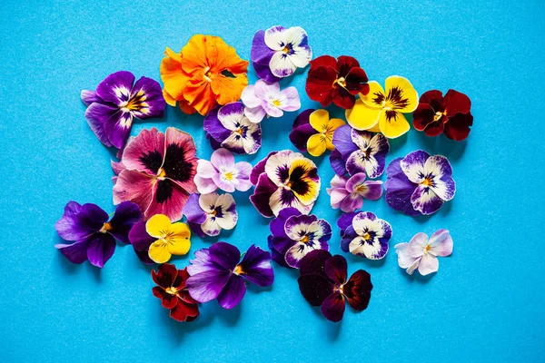 Vackra Blommor Den Blå Bakgrunden — Stockfoto