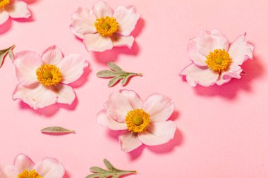 Pembe arka planda Japon şakayığı