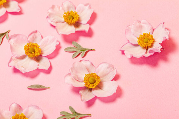 japanese anemone on the pink background