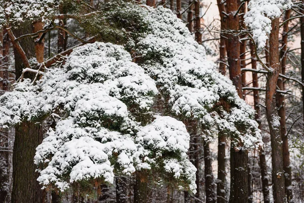 Bonito Invierno Parque — Foto de Stock