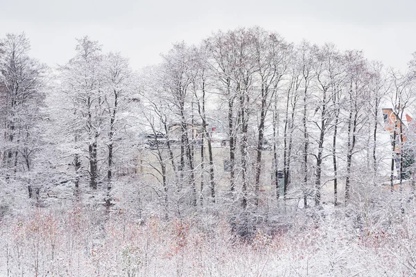 Mooie Winter Het Park — Stockfoto