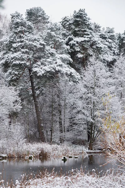 Bonito Invierno Parque — Foto de Stock