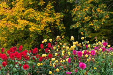 Sonbahar bahçesinde yıldız çiçekleri
