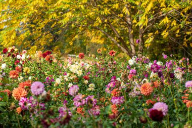 Sonbahar bahçesinde yıldız çiçekleri