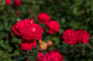 Sonbahar bahçesinde güller