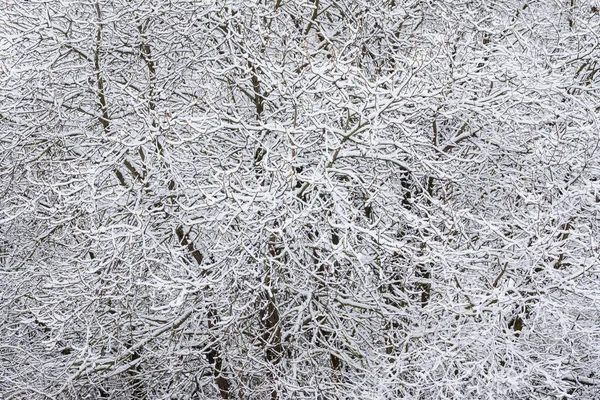 Mooie Winter Het Park — Stockfoto