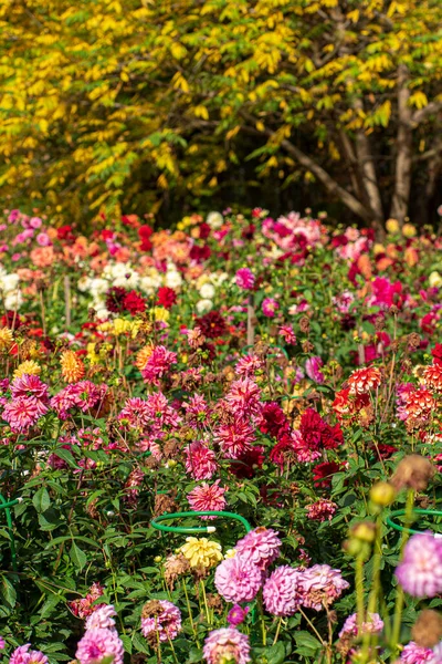 Dahlias Fall Garden — Stock Photo, Image