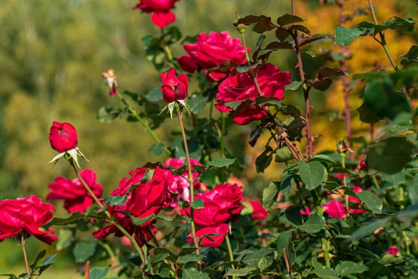 Rose Nel Giardino Autunnale — Foto Stock