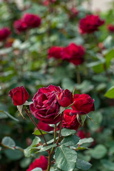 Розы Осеннем Саду — стоковое фото