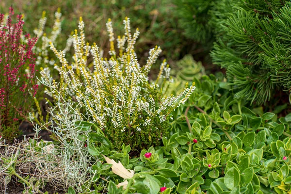 Plantes Bruyère Dans Jardin — Photo