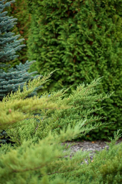 Les Conifères Dans Jardin — Photo