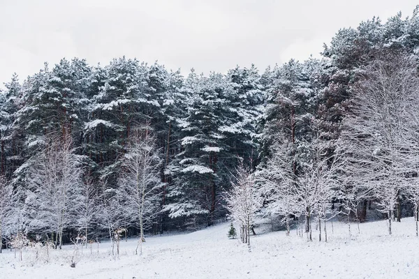 Bel Hiver Dans Parc — Photo