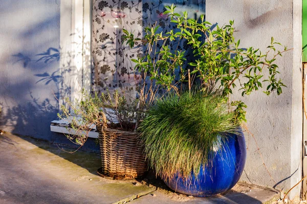 ポット アムステルダムの新鮮な植物 — ストック写真