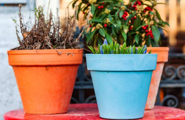 Plantas Frescas Nos Vasos Amsterdam — Fotografia de Stock