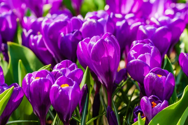 Mooie Lentebloemen Pot — Stockfoto