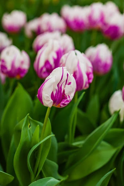 ポットのいい春の花 — ストック写真