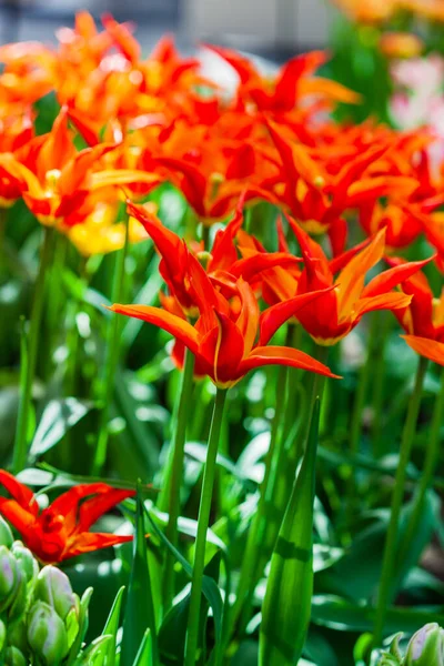 Bonitas Flores Primavera Olla —  Fotos de Stock