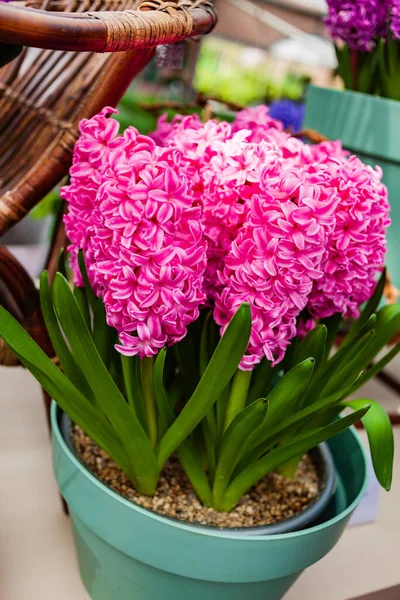 Hyacinth Flowers Pot — Stock Photo, Image