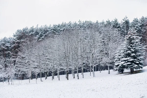 Красивая Зима Парке — стоковое фото