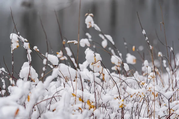 Bel Hiver Dans Parc — Photo