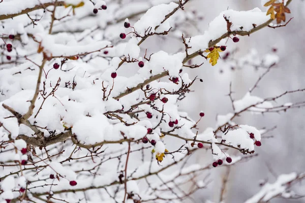 Bel Hiver Dans Parc — Photo