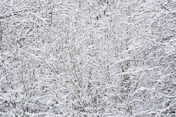 Mooie Winter Het Park — Stockfoto