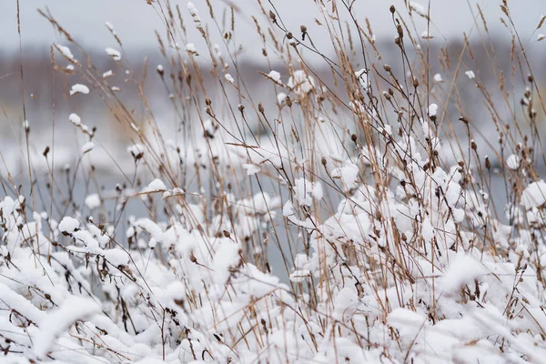 Bel Inverno Nel Parco — Foto Stock