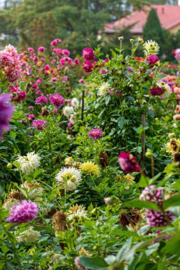 Sonbahar bahçesinde yıldız çiçekleri