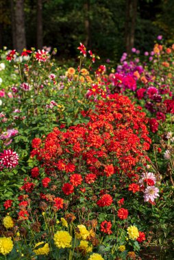 Sonbahar bahçesinde yıldız çiçekleri