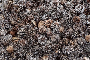 Bahçedeki koniler, organik gübre