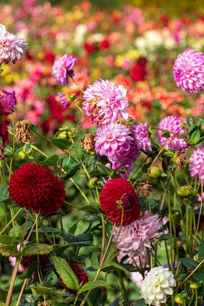 Dahlias Fall Garden — Stock Photo, Image