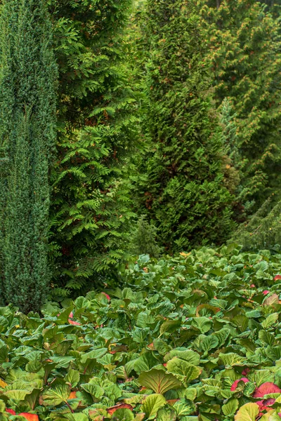 Rośliny Iglaste Ogrodzie — Zdjęcie stockowe