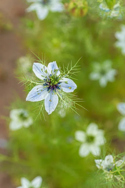 Nigella Fiori Giardino — Foto Stock