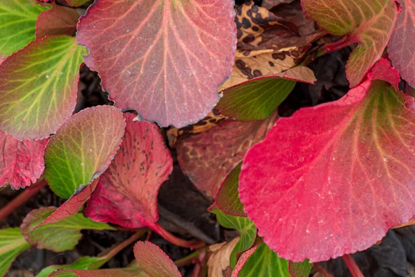 Autumn Bergenia Leaves Texture Macro — Stock Photo, Image