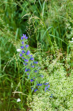 Güzel bitkilerle dolu yaz tarlası.