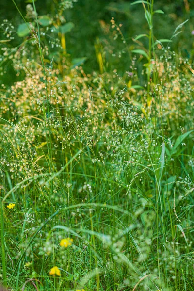 Champ Été Avec Belles Plantes — Photo