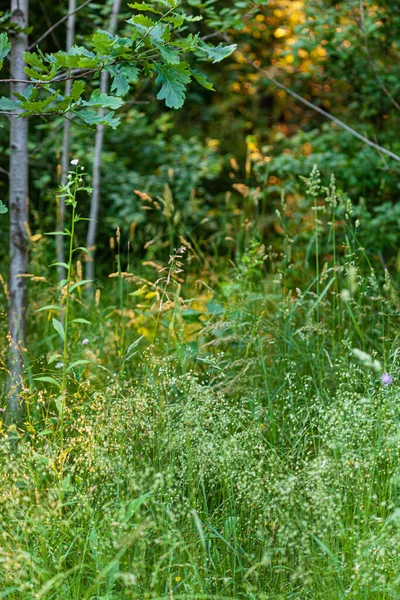 Champ Été Avec Belles Plantes — Photo