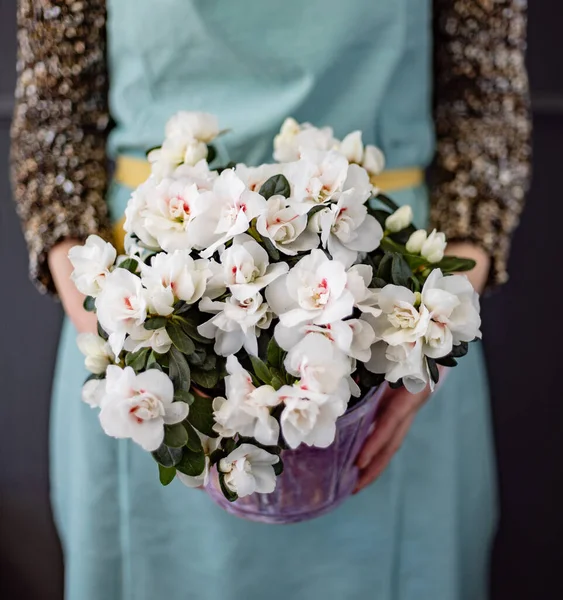 Fiore Azalea Nel Vaso — Foto Stock