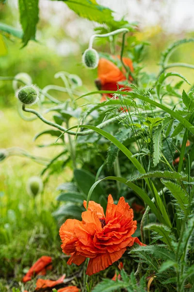 花园里的罂粟花 — 图库照片