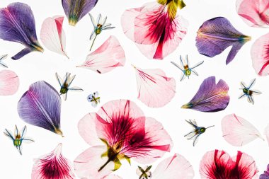 Beyaz arkaplanda çiçekler