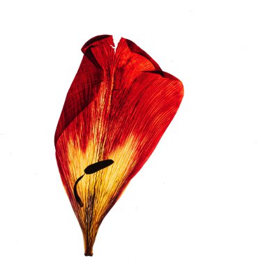 Beyaz arkaplanda çiçekler