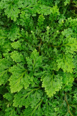 Egzotik yaprak dokusu, doğa arkaplanı