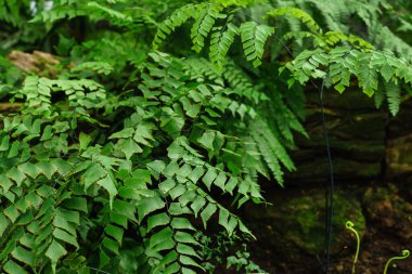Egzotik yaprak dokusu, doğa arkaplanı