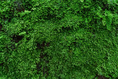 Egzotik yaprak dokusu, doğa arkaplanı